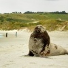 Lachtan novozelandsky - Phocarctos hookeri - New Zealand sea lion - whakahao 0206